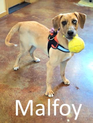 Malfoy - Catahoula Leopard Dog