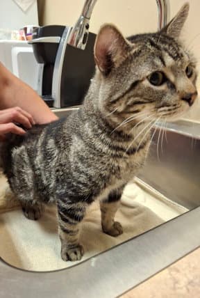 Arlo - Tabby
