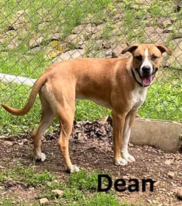 Dean image 3