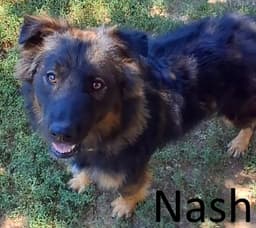Nash image 2