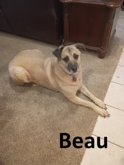 Beau image 2