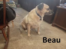 Beau image 4