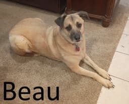 Beau image 1