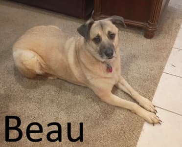 Beau - Shepherd