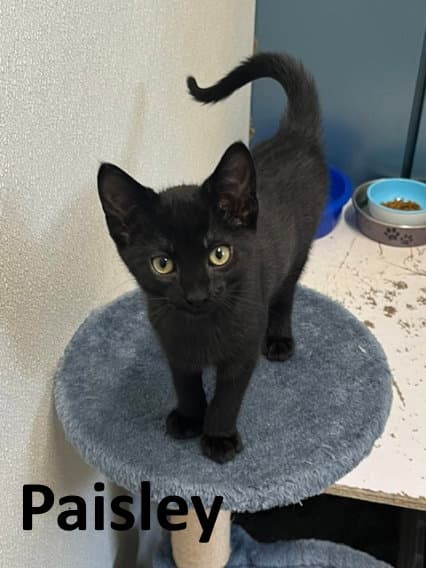 Paisley - Domestic Short Hair
