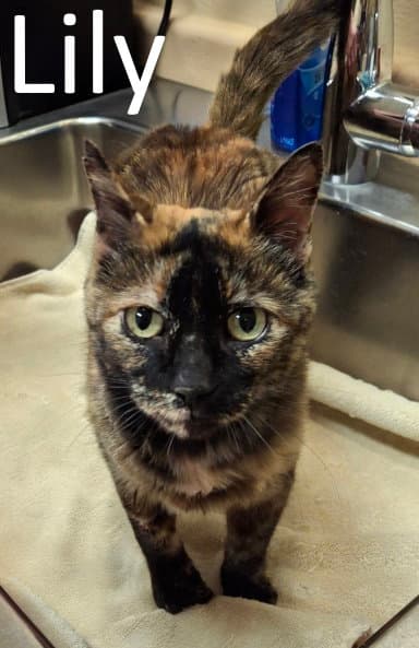Lily - Tortoiseshell