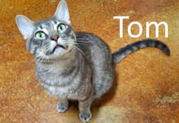 Tom image 1