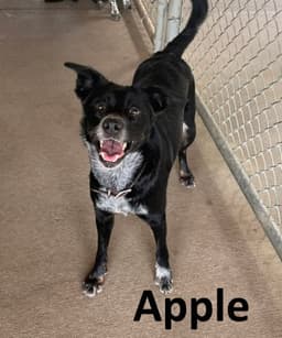 Apple image 1
