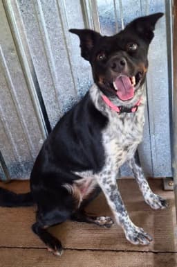 Annie image 1
