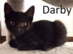 Darby image 1