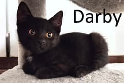 Darby image 2