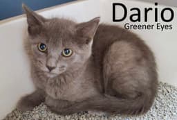 Dario image 1