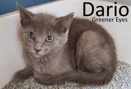 Dario - Domestic Medium Hair
