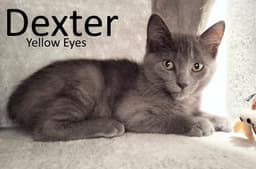 Dexter image 1