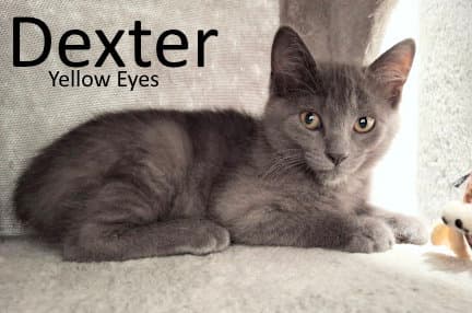 Dexter - Domestic Medium Hair