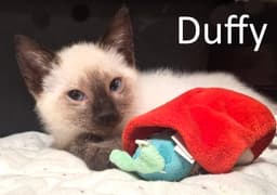 Duffy image 1