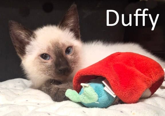 Duffy - Siamese
