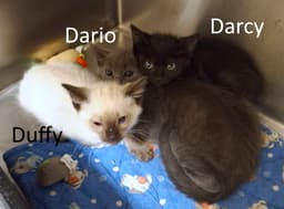 Duffy image 2