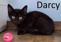 Darcy image 1
