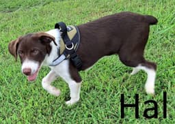 Hal image 1