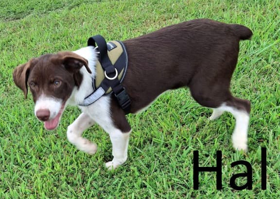 Hal - Border Collie