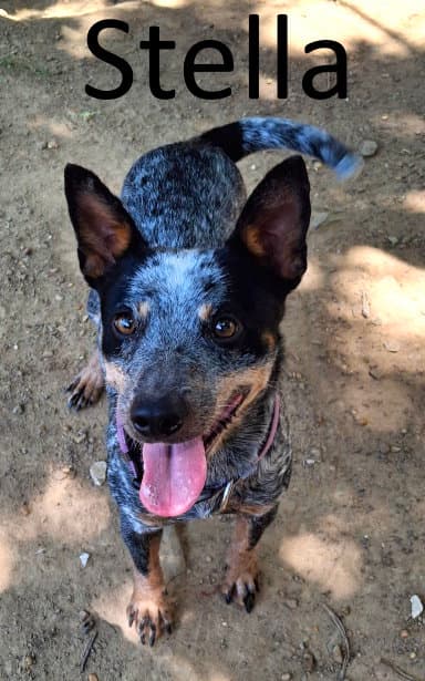 Stella - Australian Cattle Dog/Blue Heeler