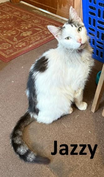 Jazzy - Maine Coon