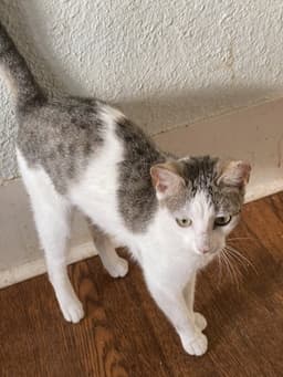 Pepitas image 1