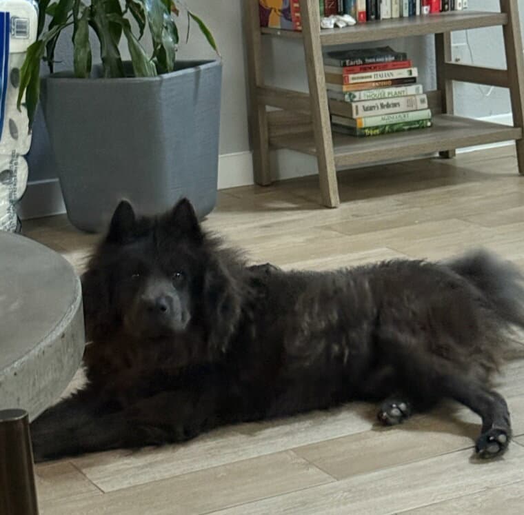 Boris - Chow Chow