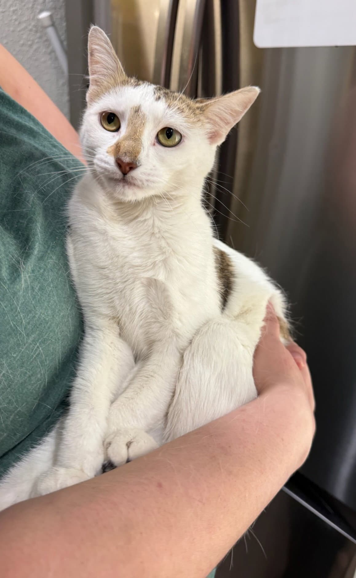 Mabell - Domestic Medium Hair