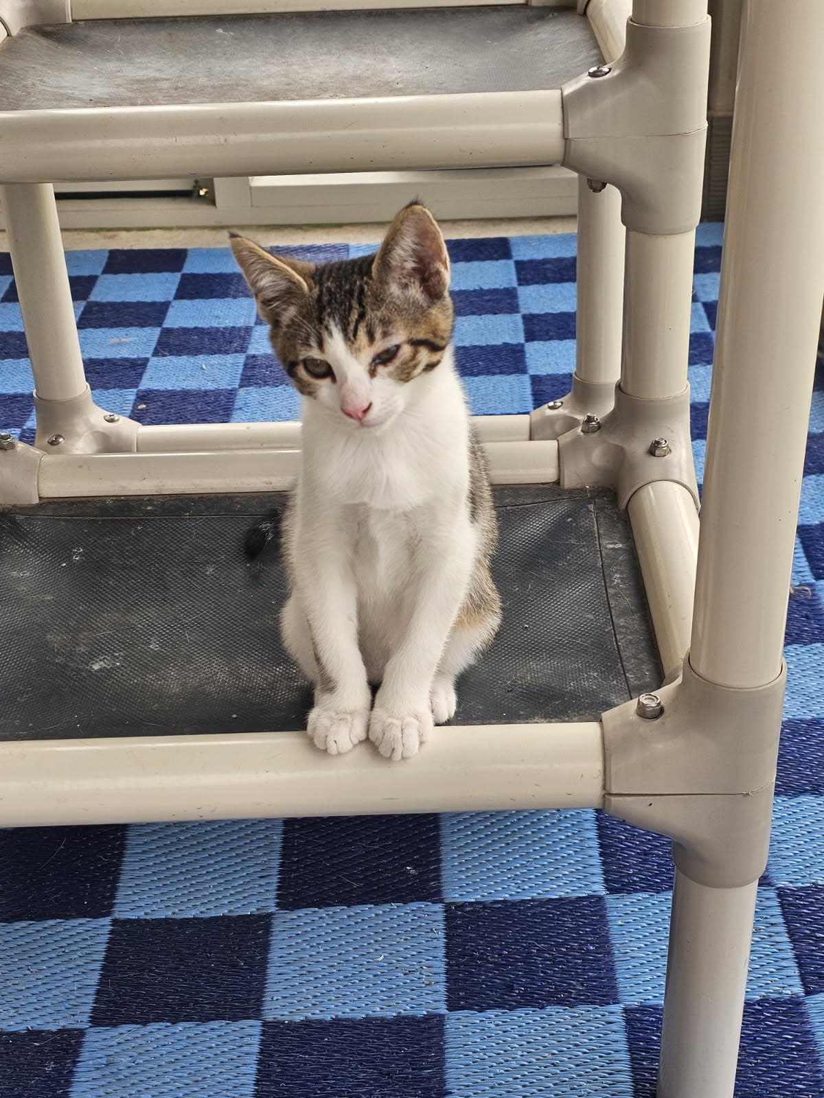 Comet - Domestic Short Hair