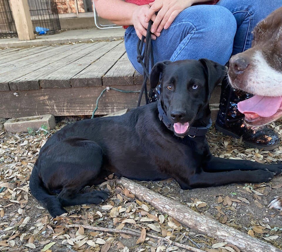 Nero - Black Labrador Retriever