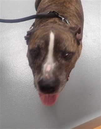 Zeus - Pit Bull Terrier