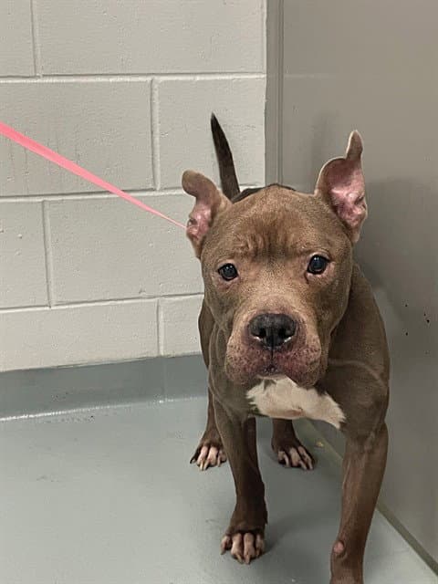 Sadie - Pit Bull Terrier