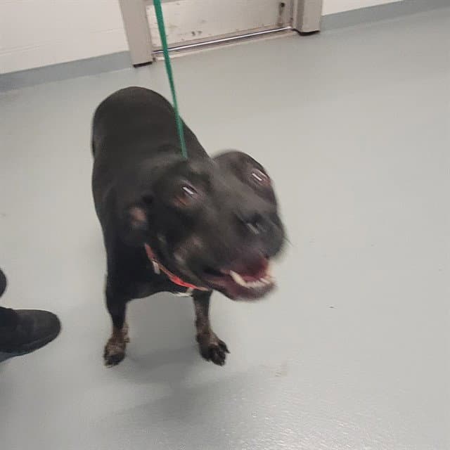 Goosey - Labrador Retriever