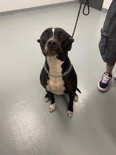 Beetle - Pit Bull Terrier