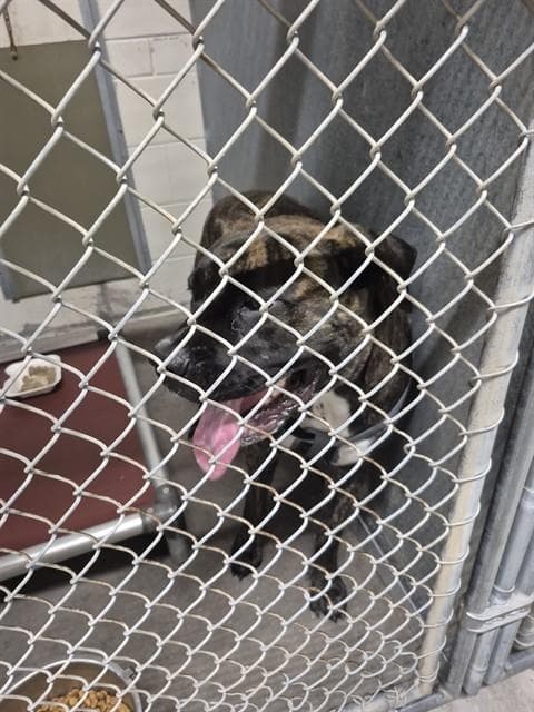 Georgia - Mastiff