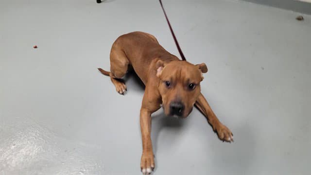 Rocky - Pit Bull Terrier