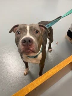 Edward - Pit Bull Terrier