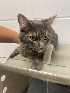 Hija - Domestic Short Hair