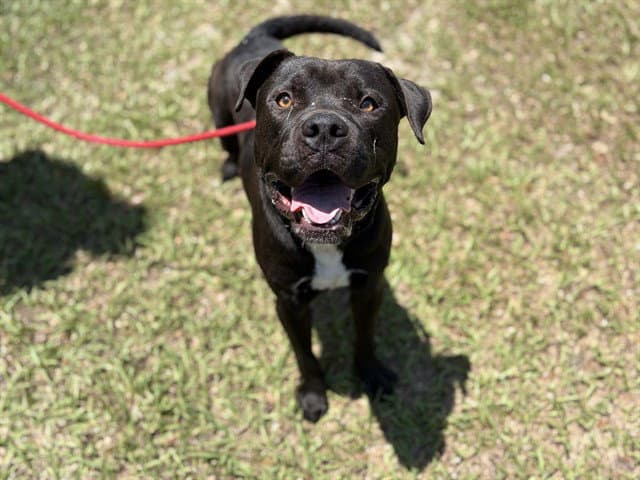 Kenny - Pit Bull Terrier