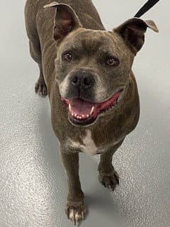 Chabo - Pit Bull Terrier