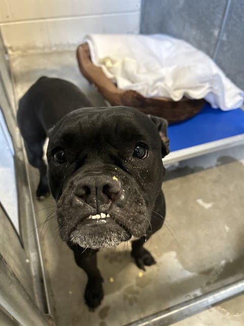 Charlene - Boxer