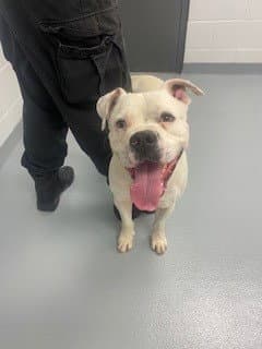 Sandlot - American Bulldog
