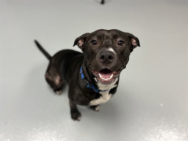 Mabbette - Pit Bull Terrier