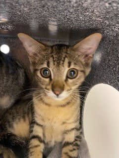 Ash - Domestic Short Hair