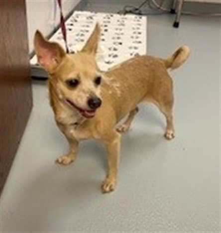 Electra - Chihuahua