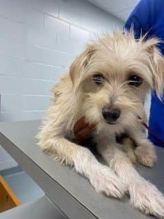 Maple Syrup - Terrier