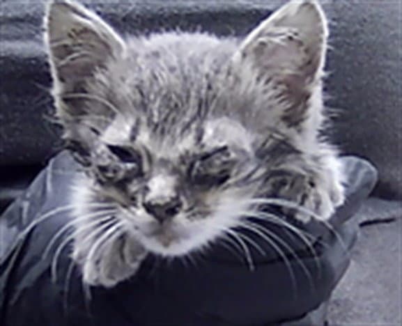 Havana - Domestic Short Hair