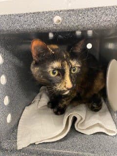 Zoey - Domestic Short Hair